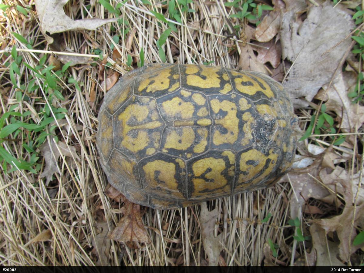 Eastern Box Turtle