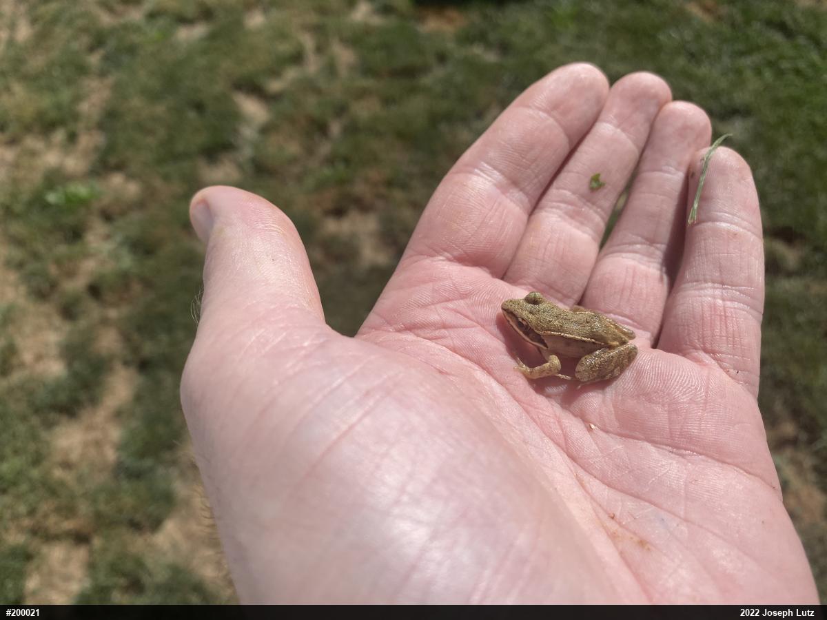 Wood Frog