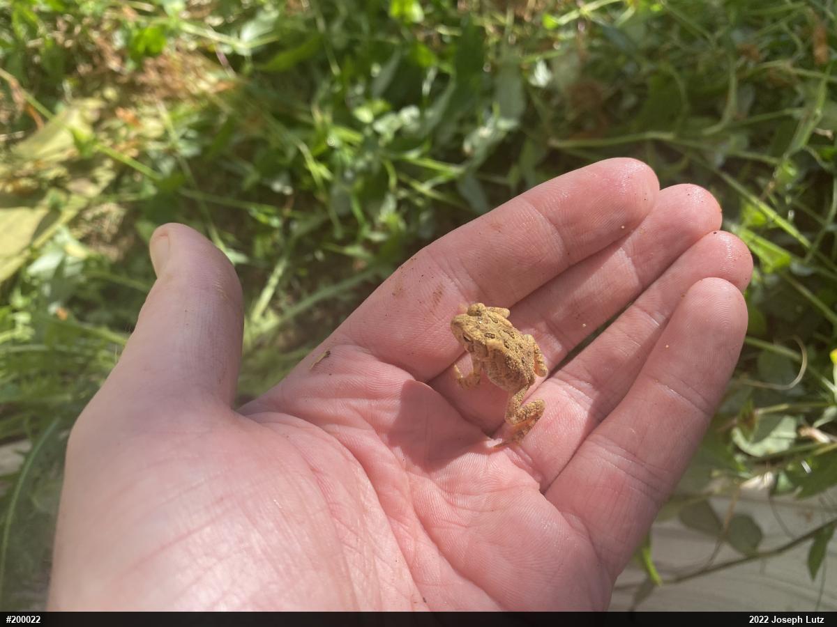 Eastern American Toad