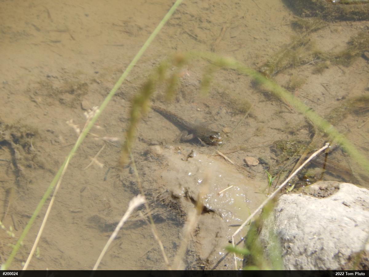 Green Frog