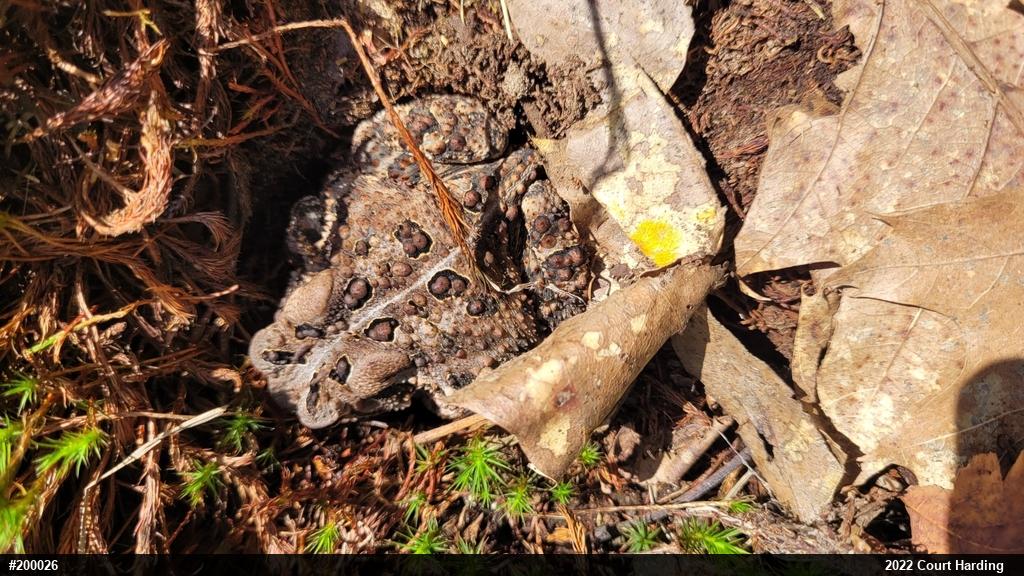 Eastern American Toad