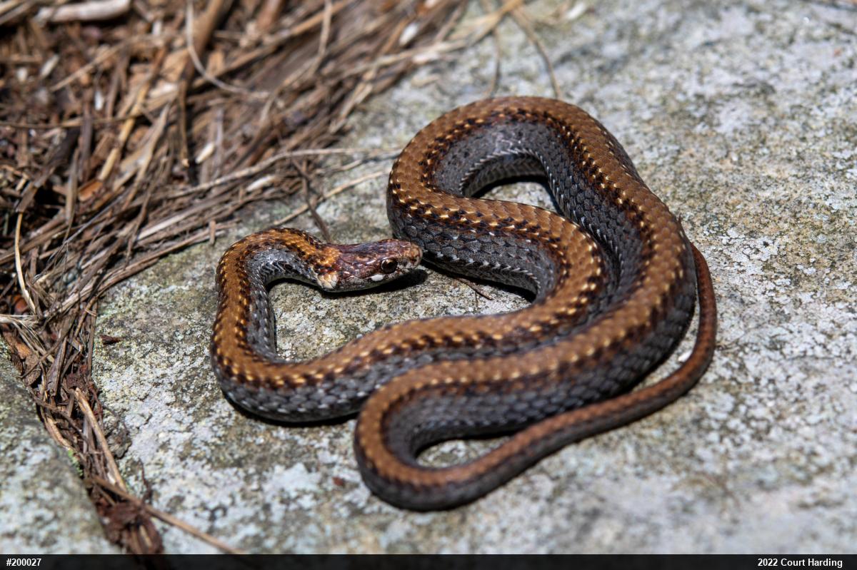 Red-bellied Snake