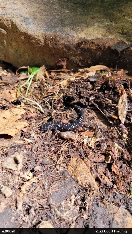 Northern Slimy Salamander