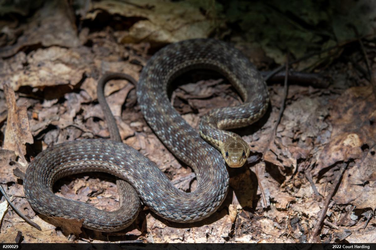 Eastern Gartersnake