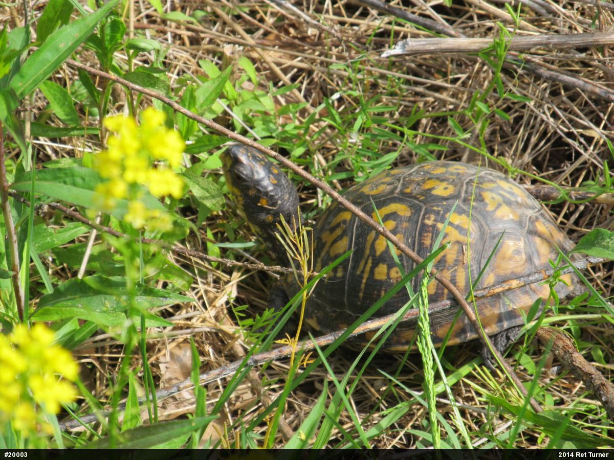 Eastern Box Turtle