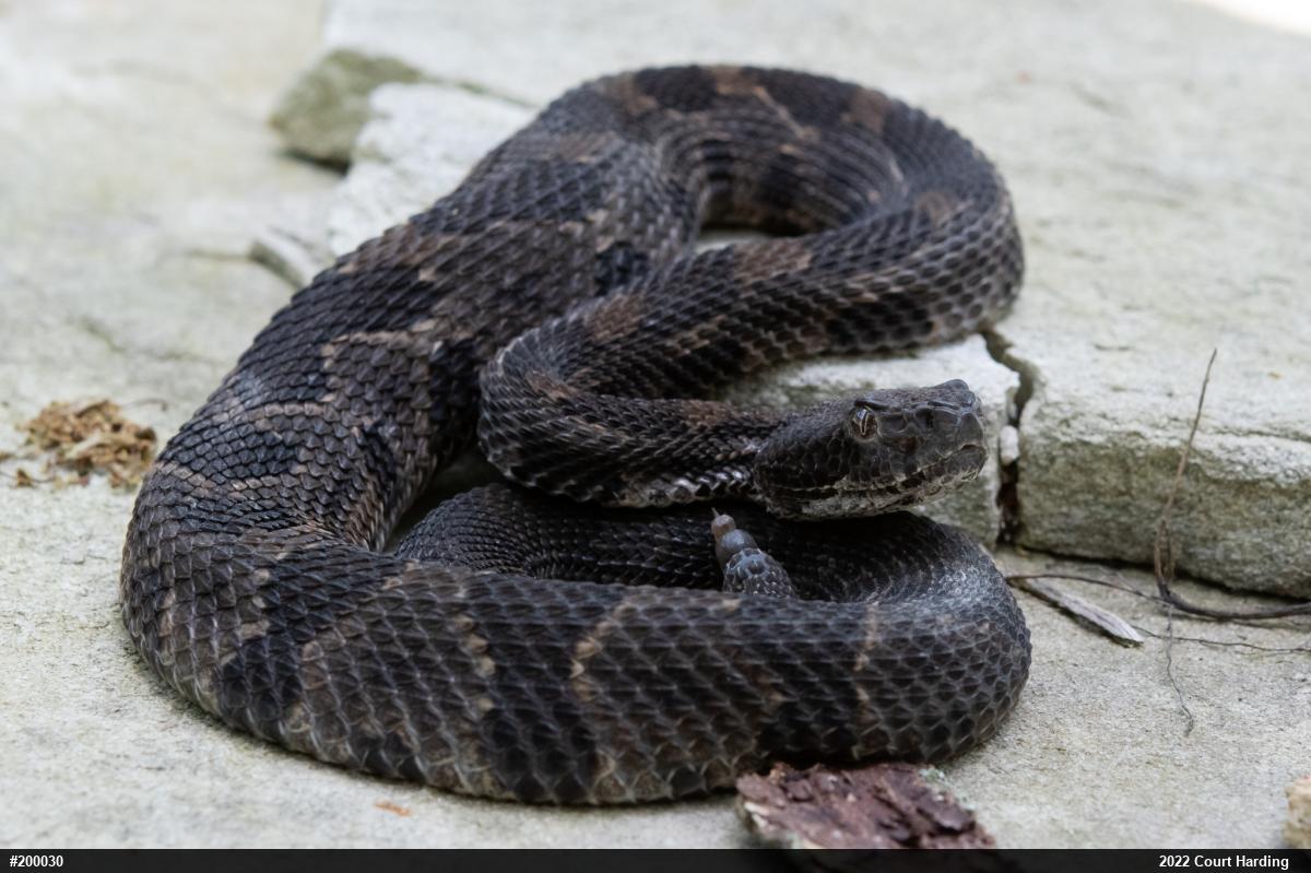 Timber Rattlesnake