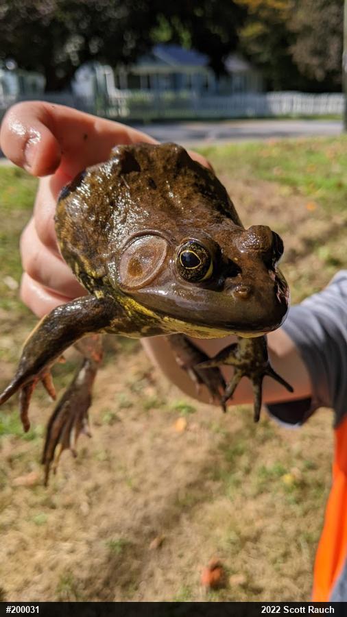 American Bullfrog