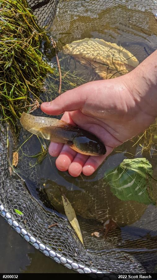 American Bullfrog