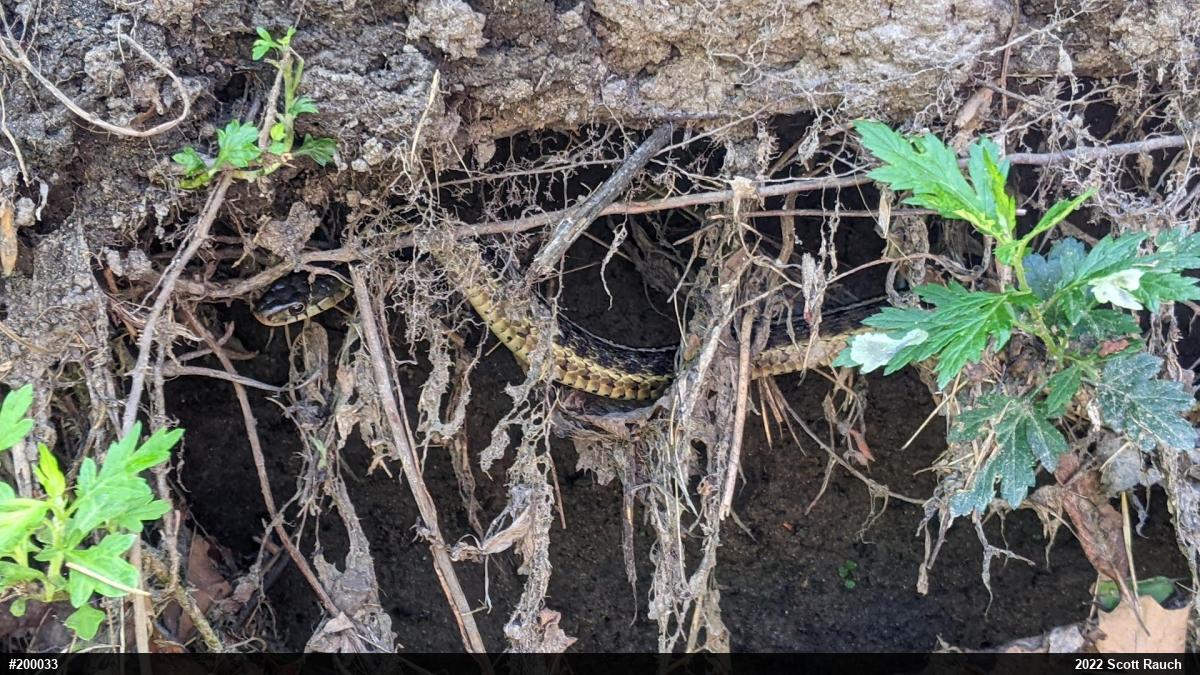 Eastern Gartersnake