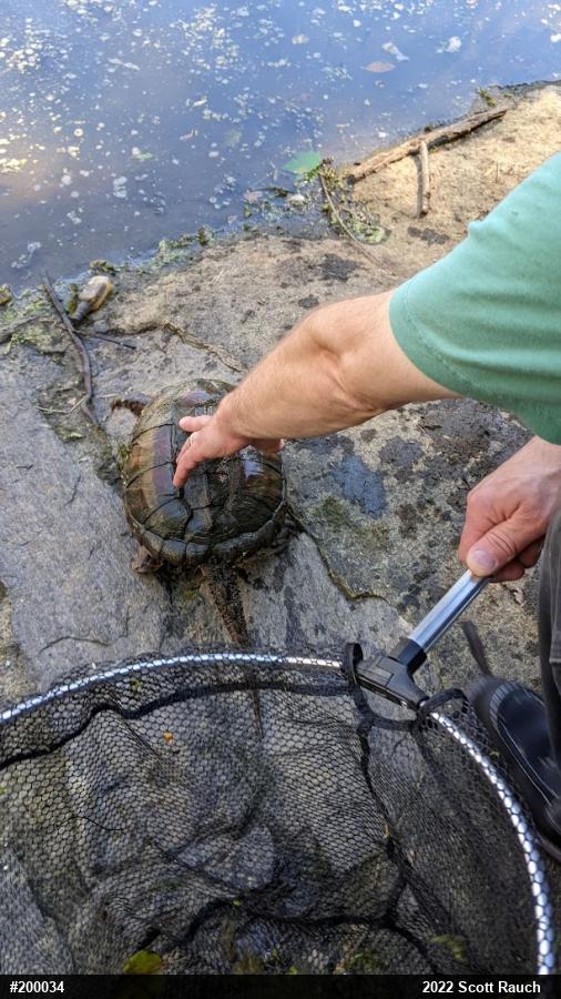 Snapping Turtle