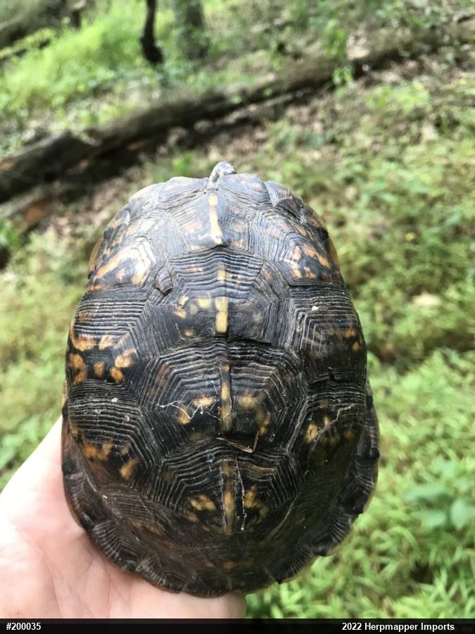 Eastern Box Turtle