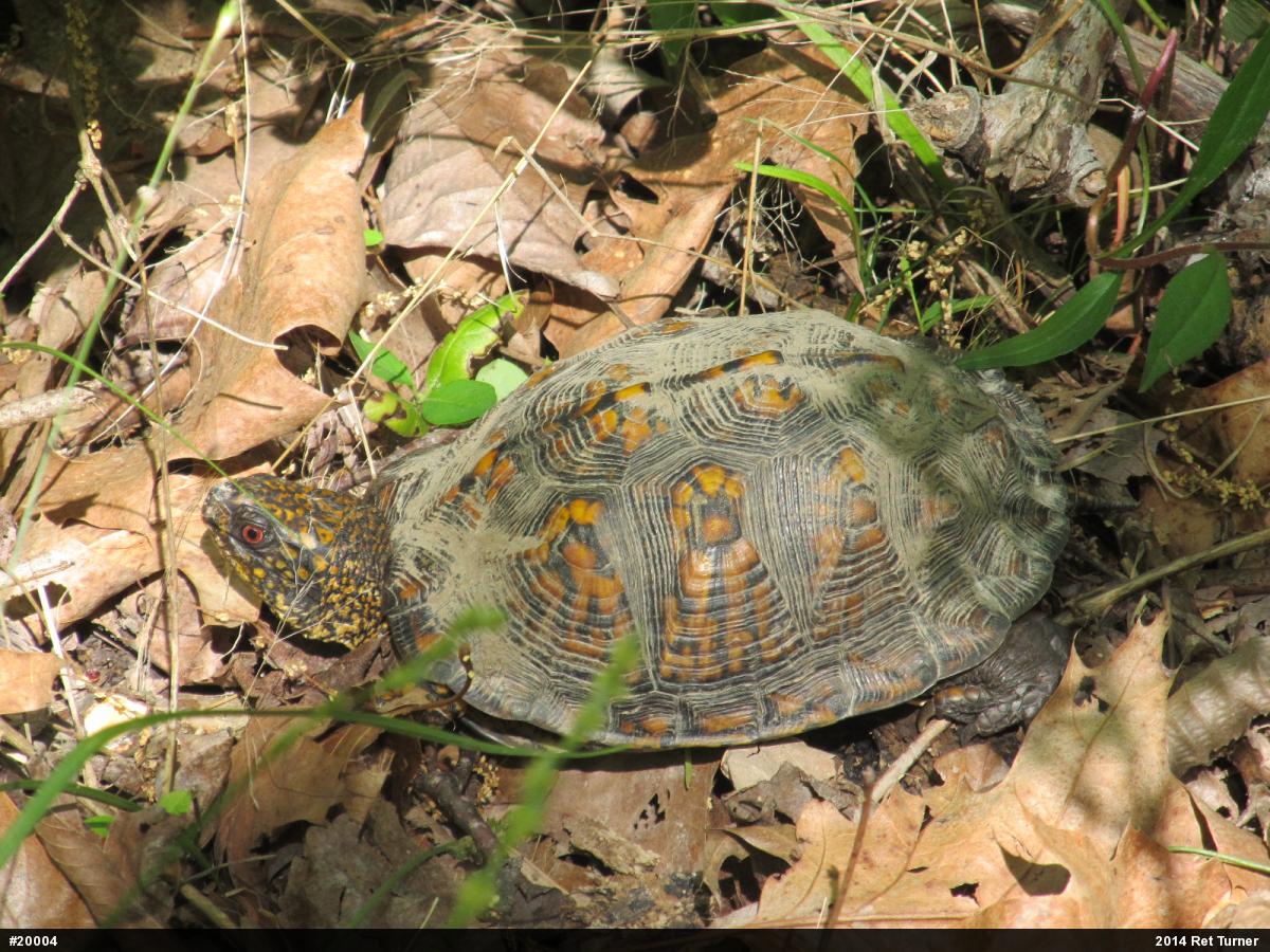 Eastern Box Turtle