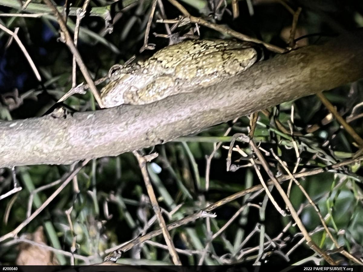 Unknown Gray Treefrog