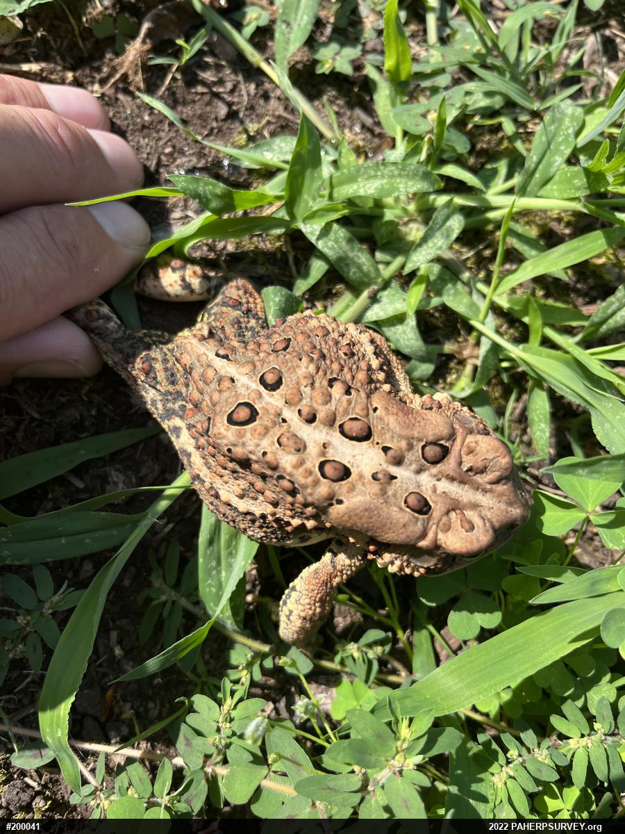 Eastern American Toad