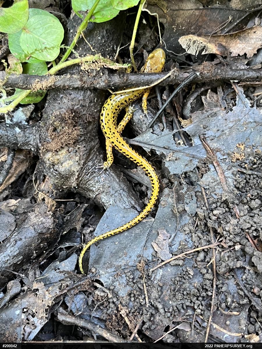 Eastern Long-tailed Salamander