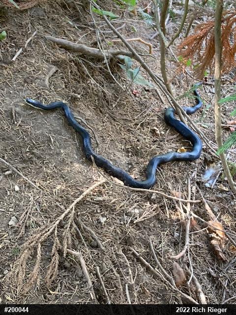 Eastern Ratsnake
