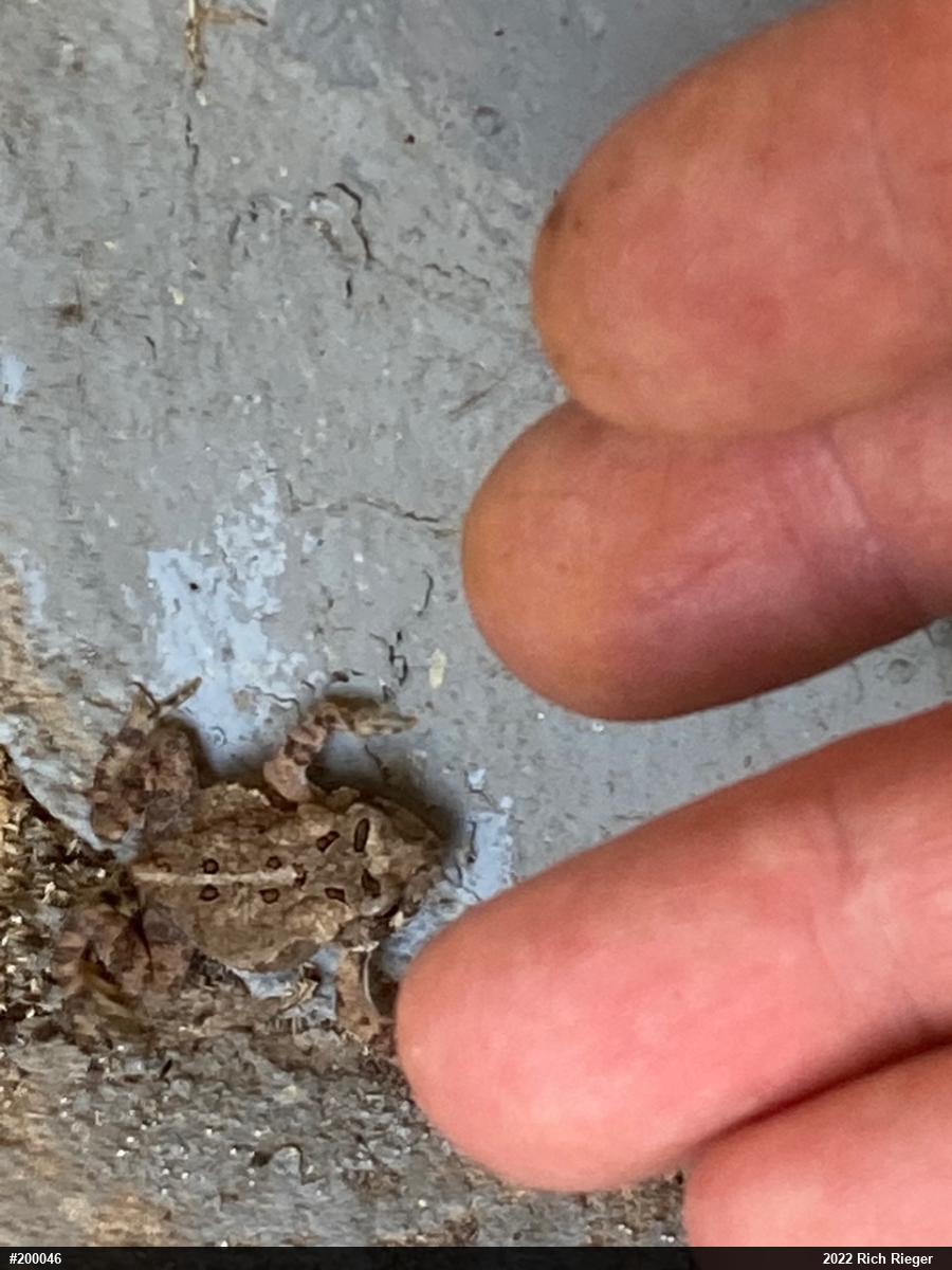 Eastern American Toad