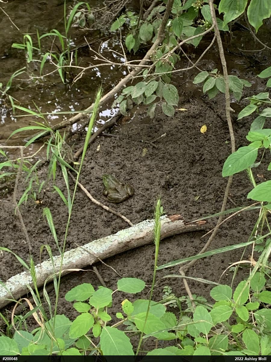 American Bullfrog