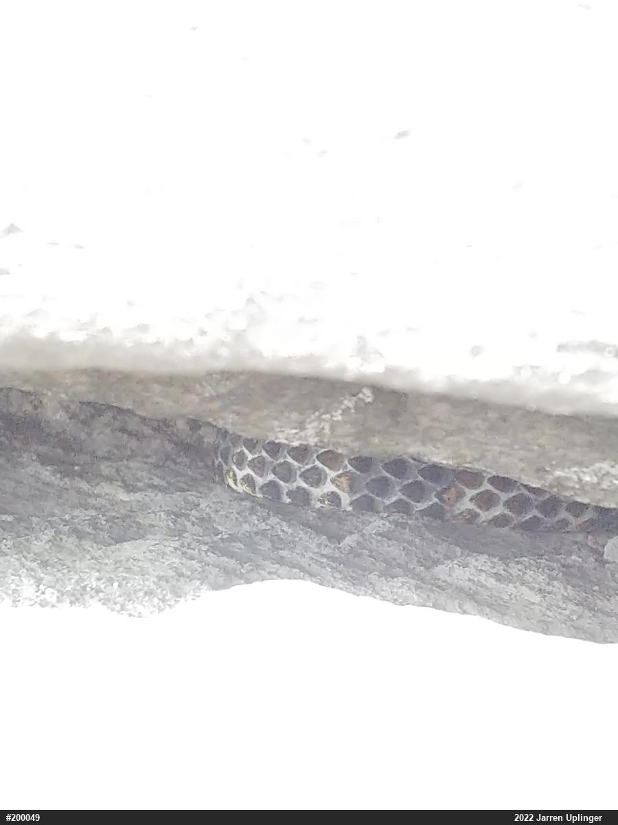 Timber Rattlesnake