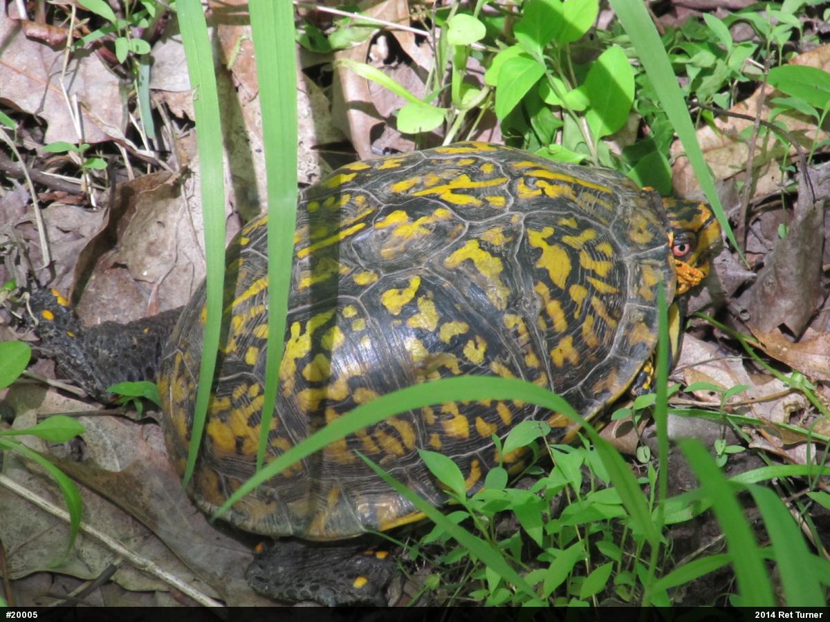 Eastern Box Turtle
