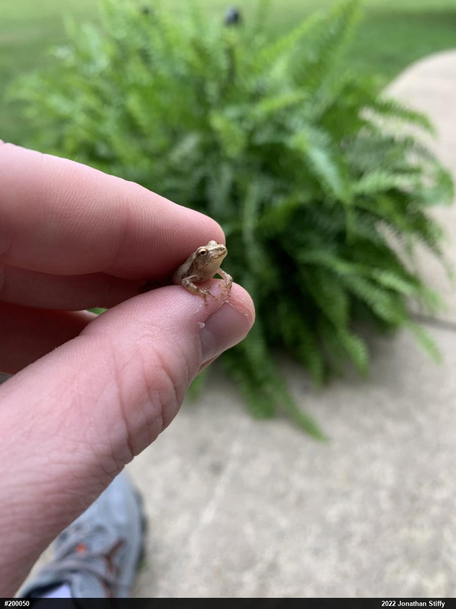 Spring Peeper