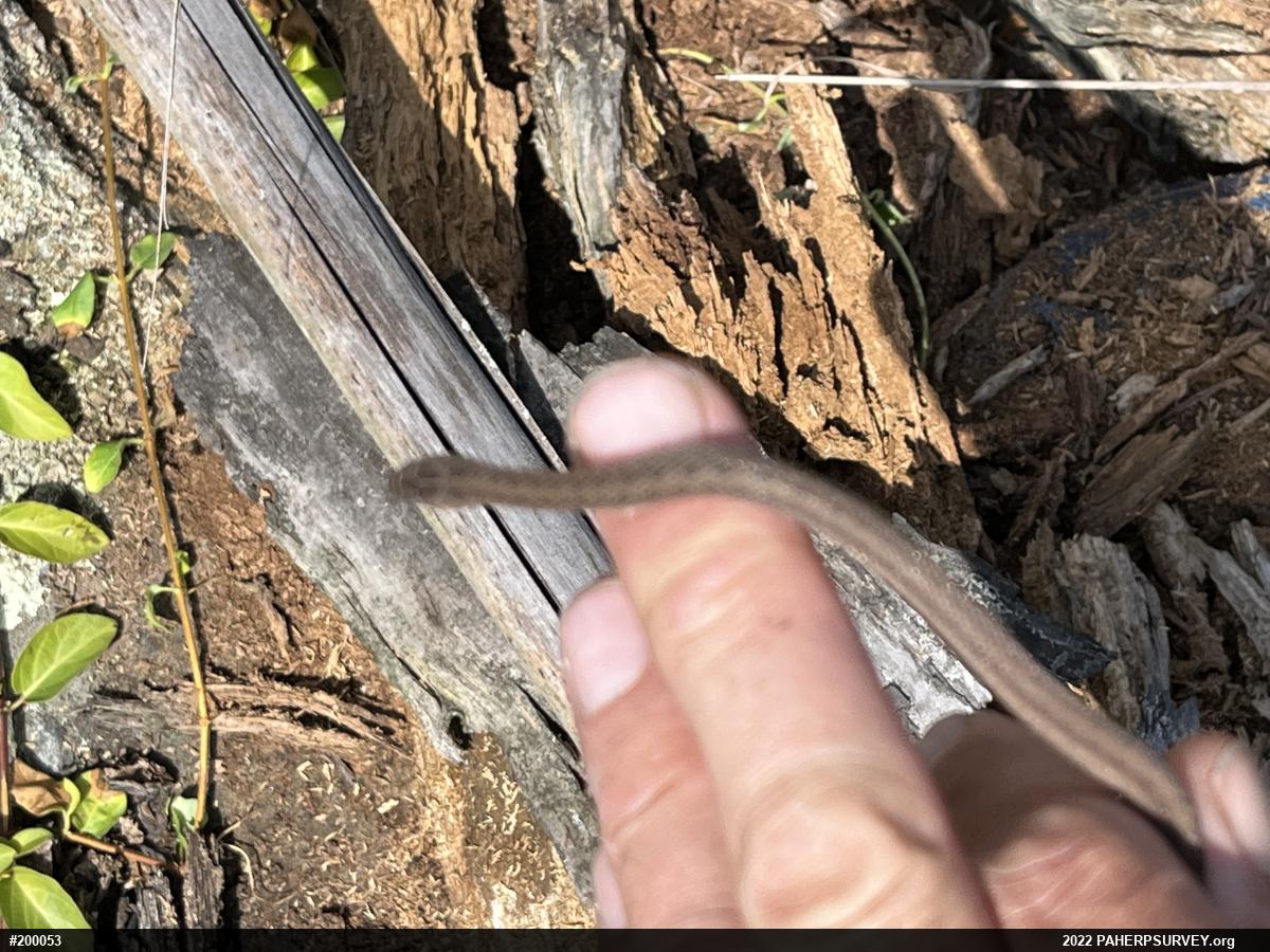 Dekay's Brownsnake