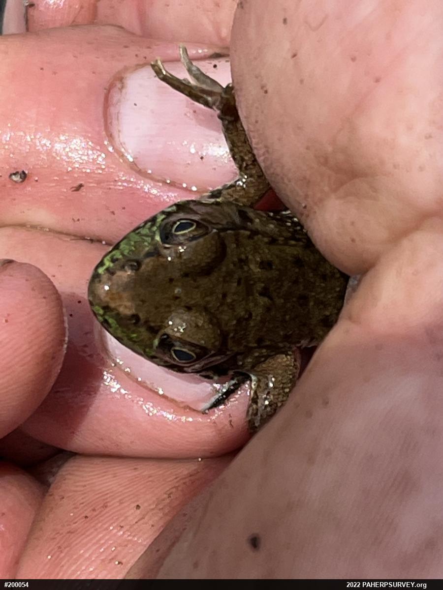 Green Frog