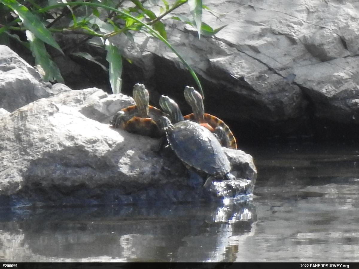 Red-eared Slider