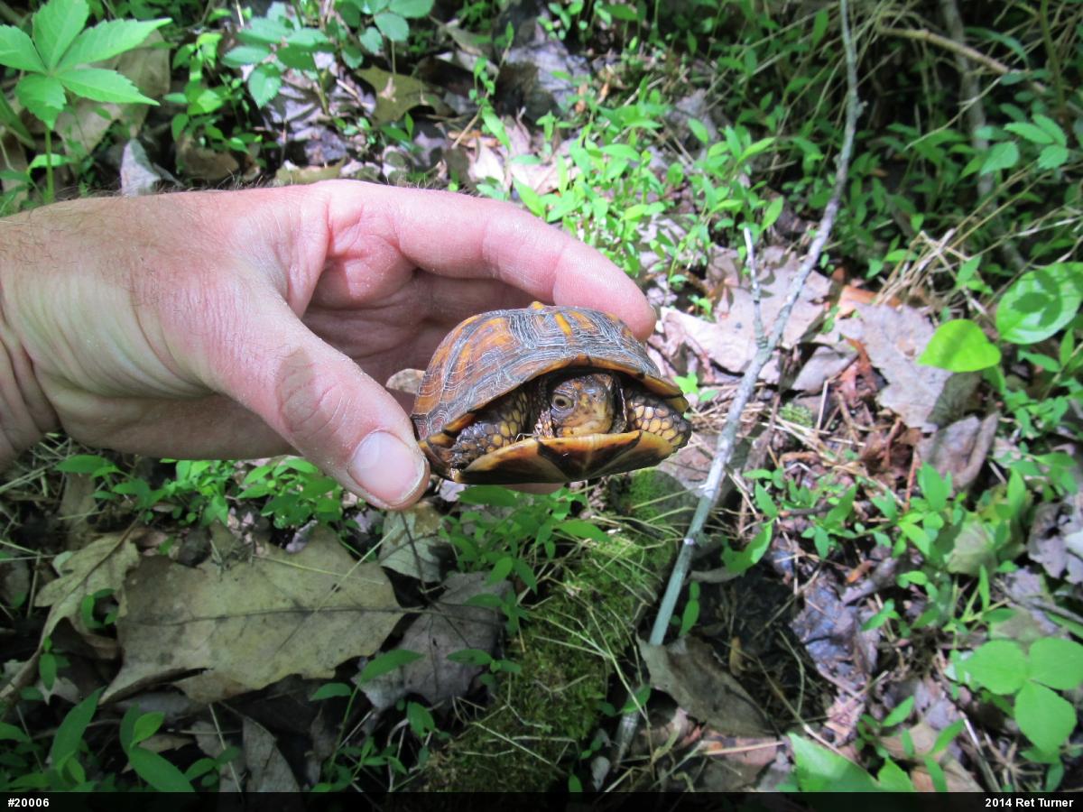 Eastern Box Turtle