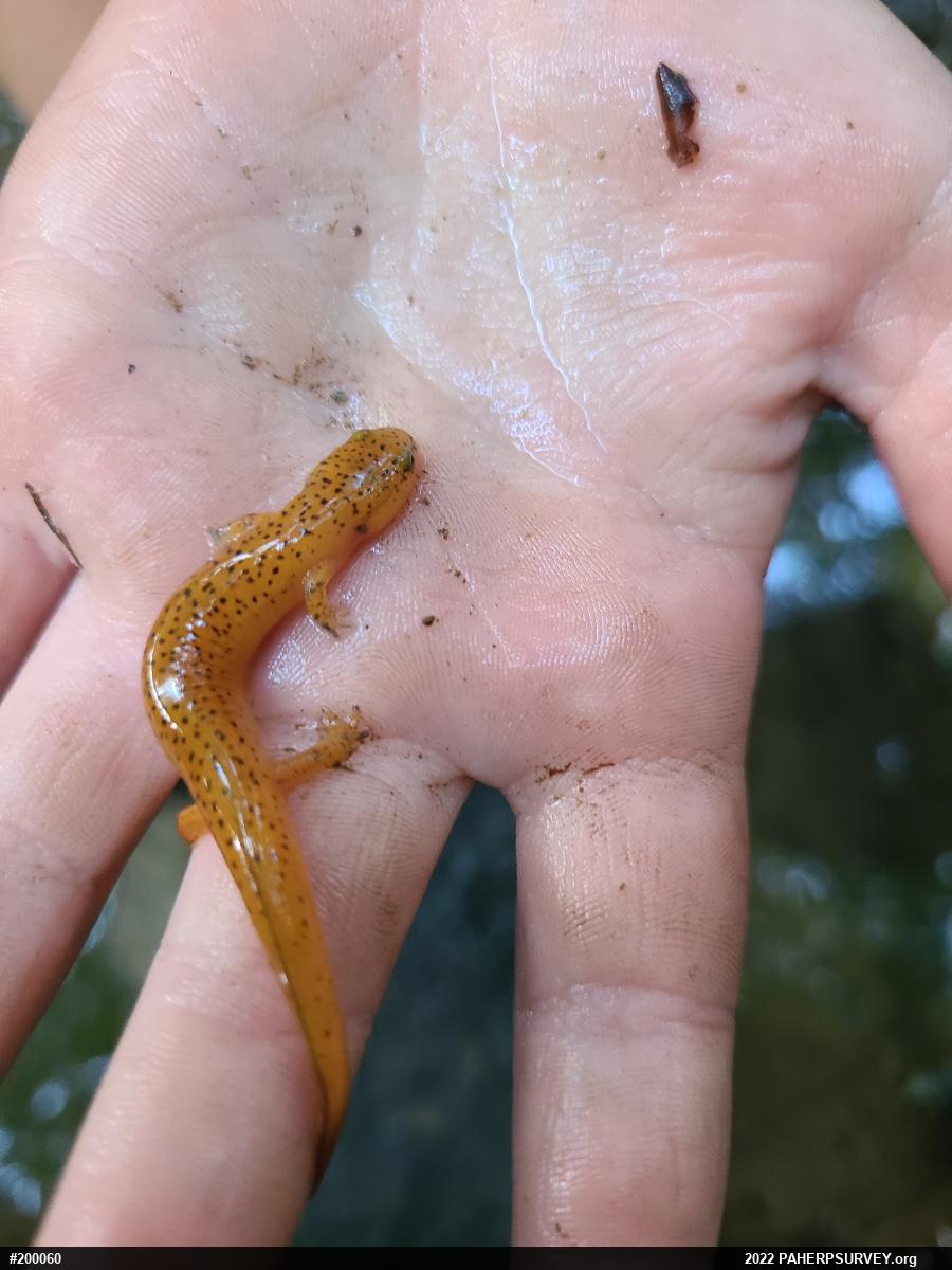 Northern Red Salamander