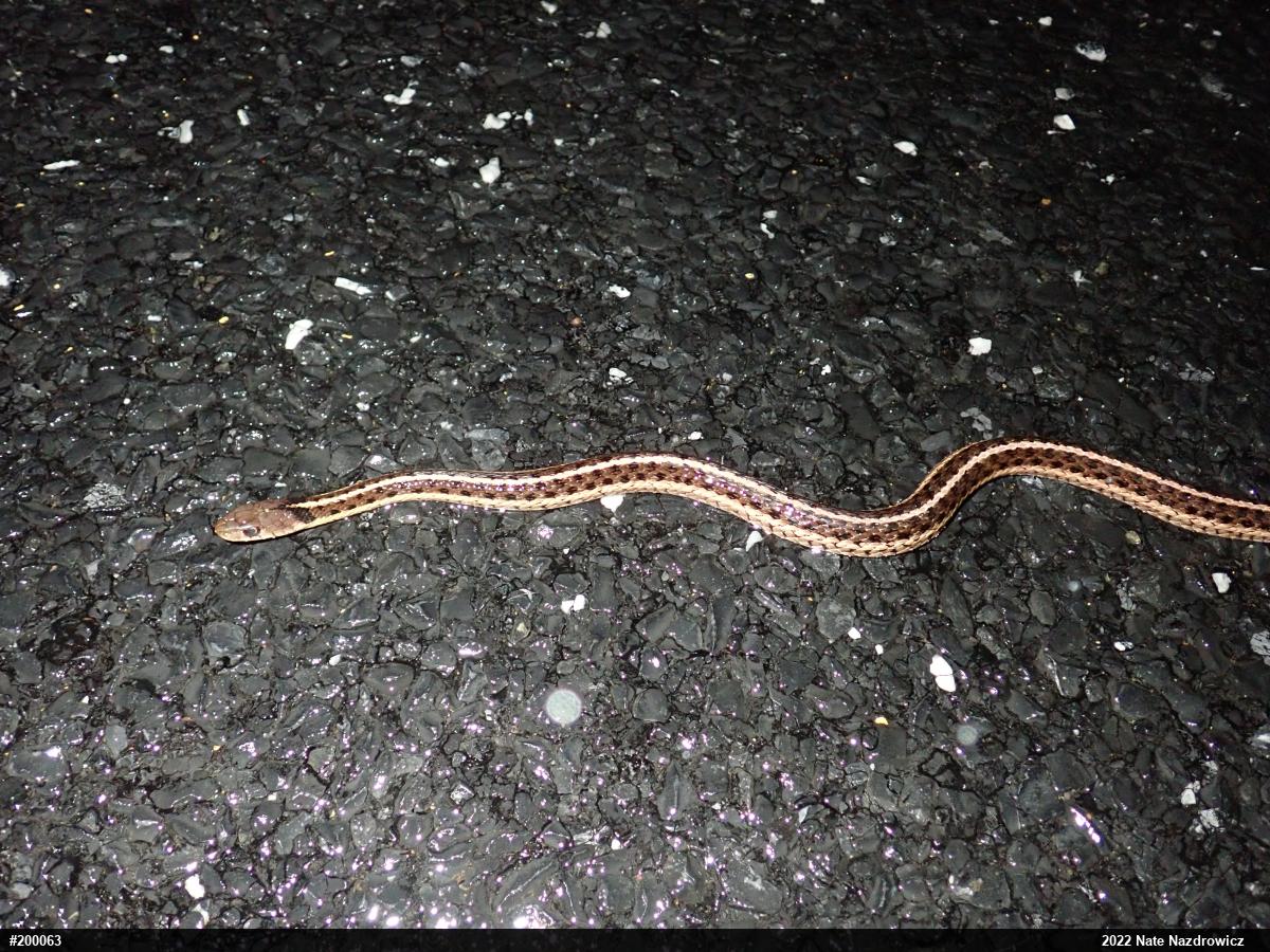 Eastern Gartersnake