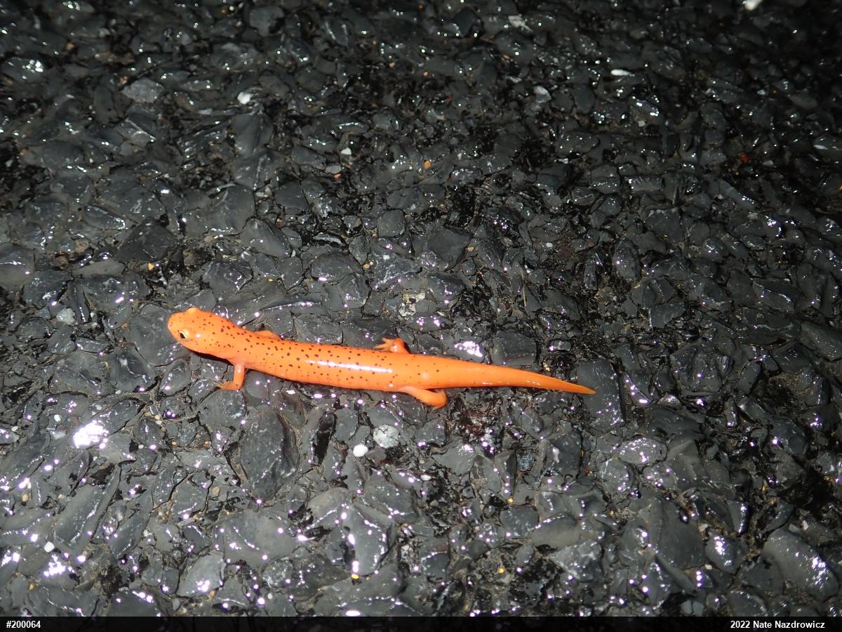 Northern Red Salamander