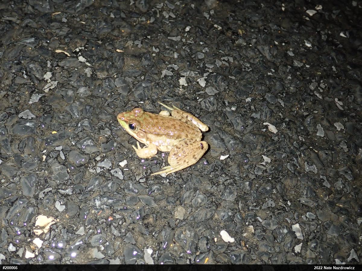 Green Frog