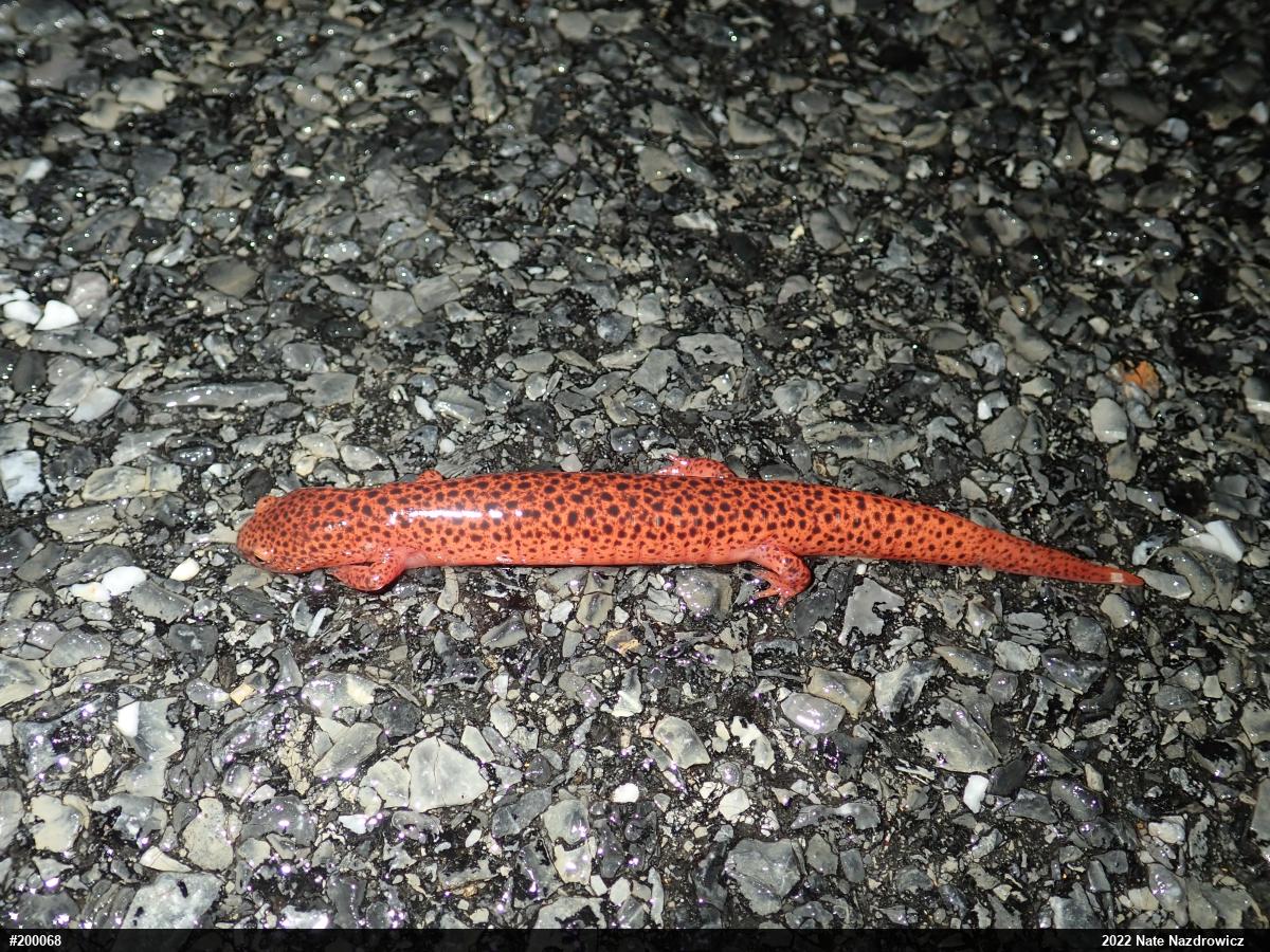 Northern Red Salamander