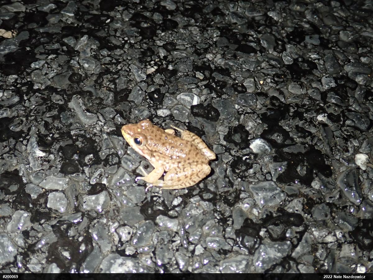 Green Frog