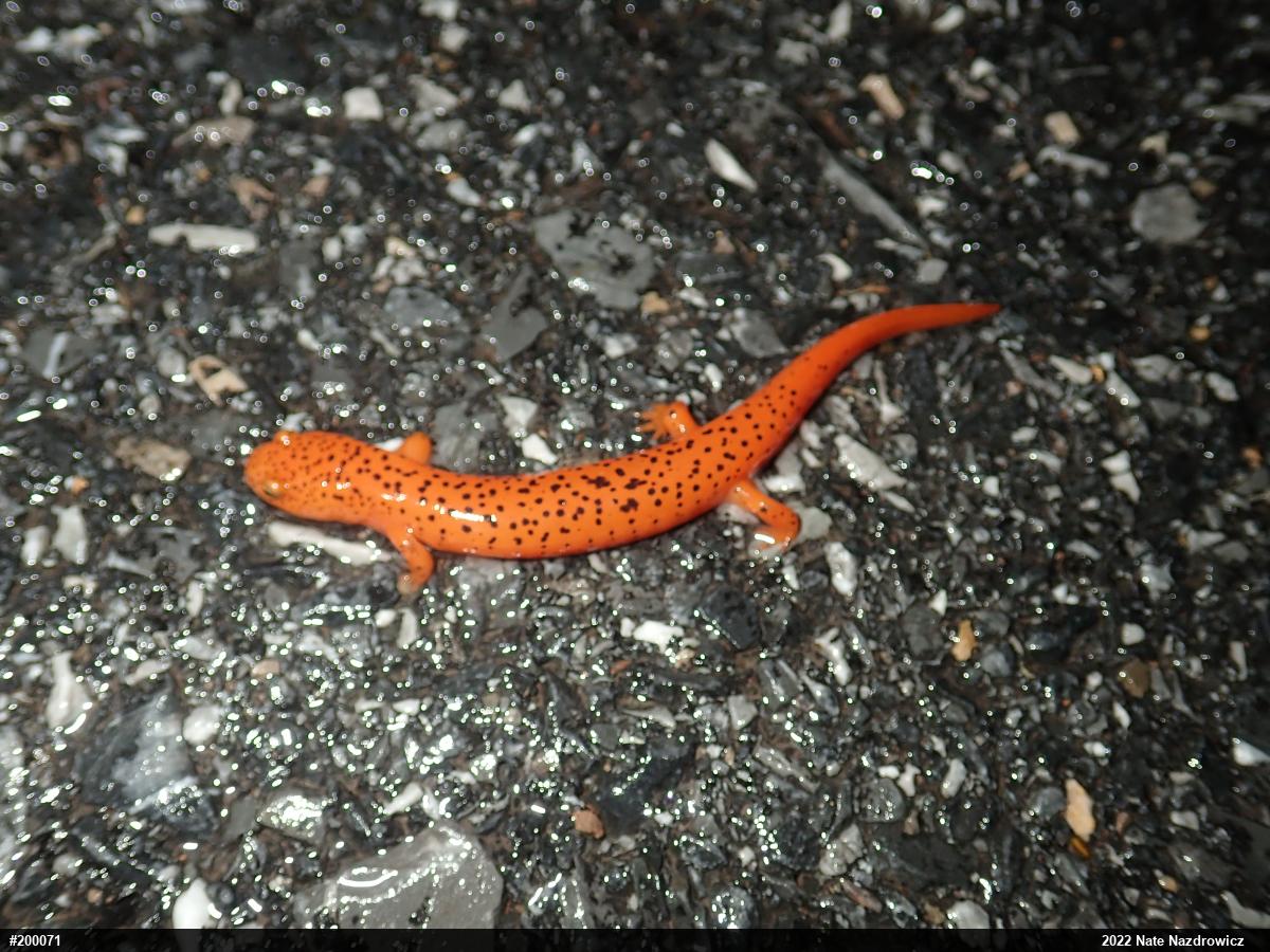 Northern Red Salamander