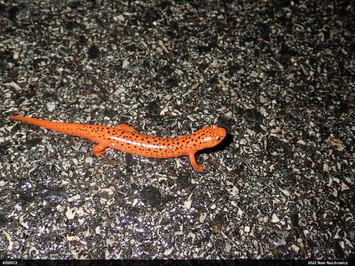 Northern Red Salamander