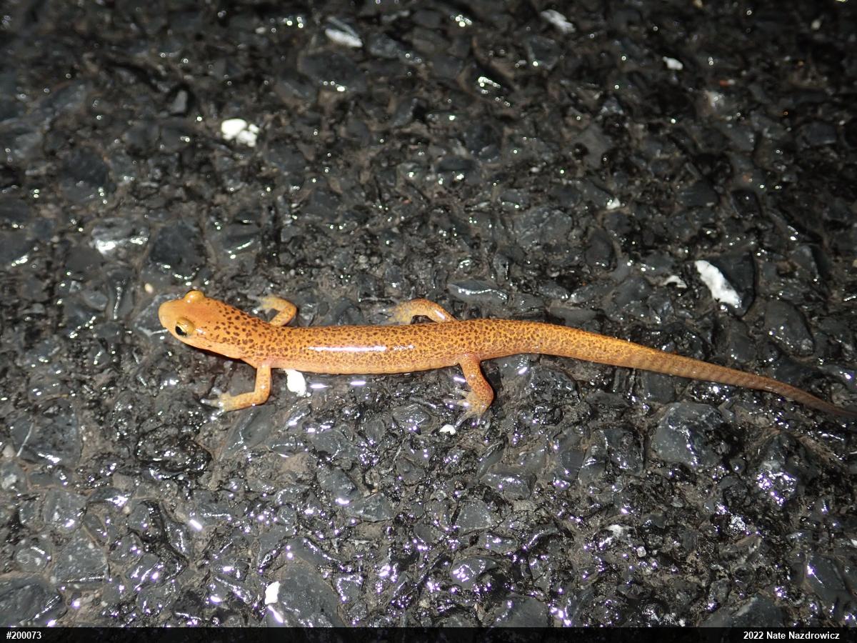 Eastern Long-tailed Salamander