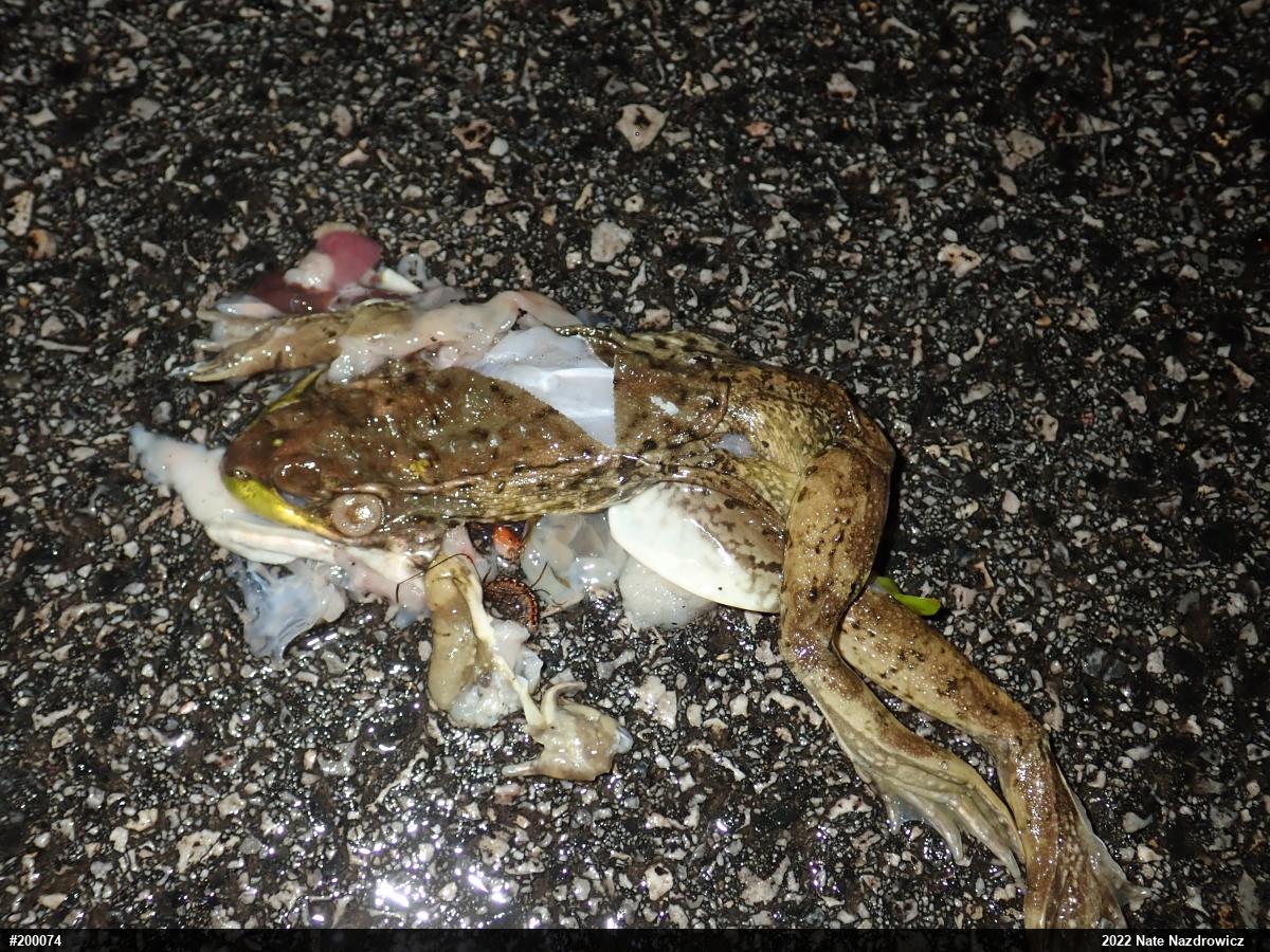 Green Frog