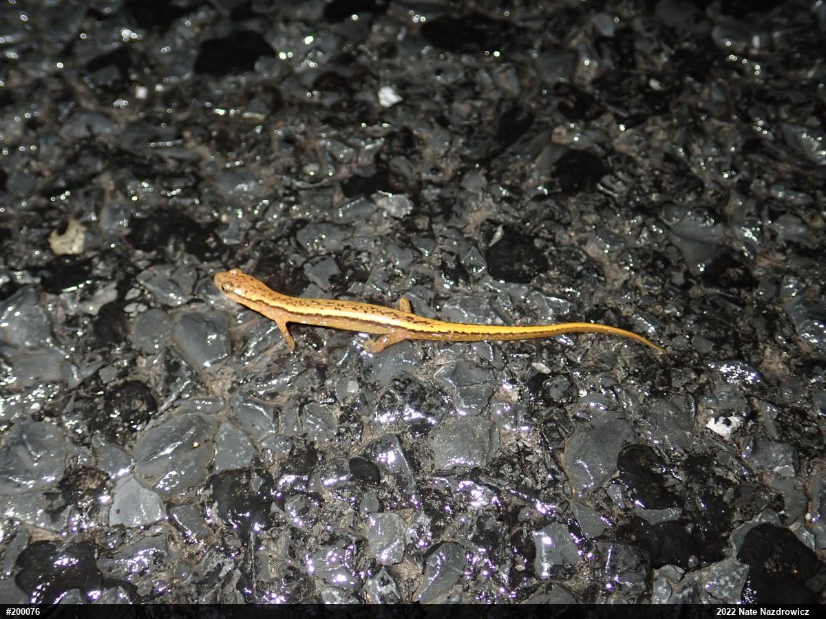Northern Two-lined Salamander