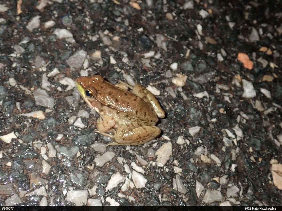 Green Frog
