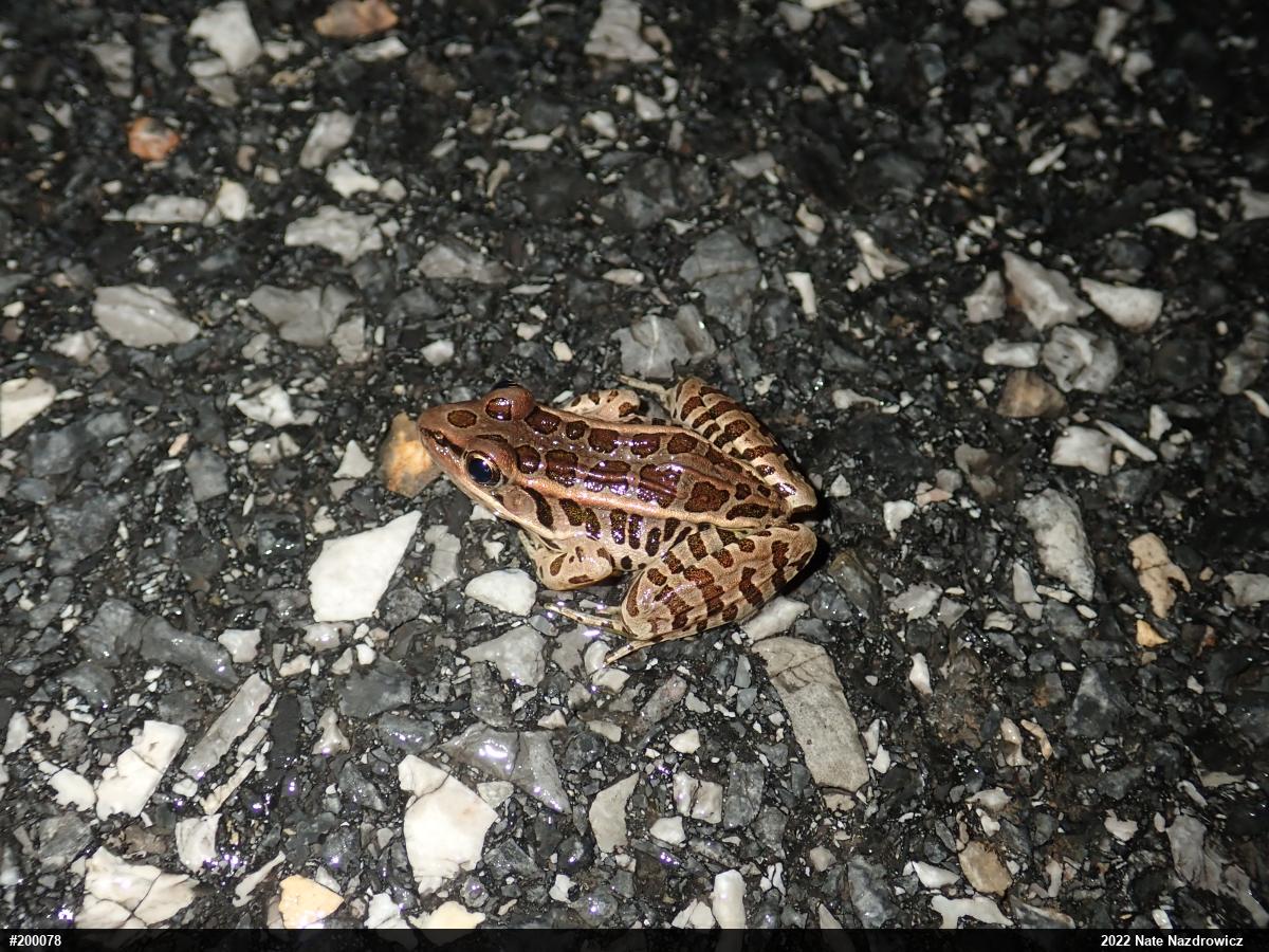Pickerel Frog