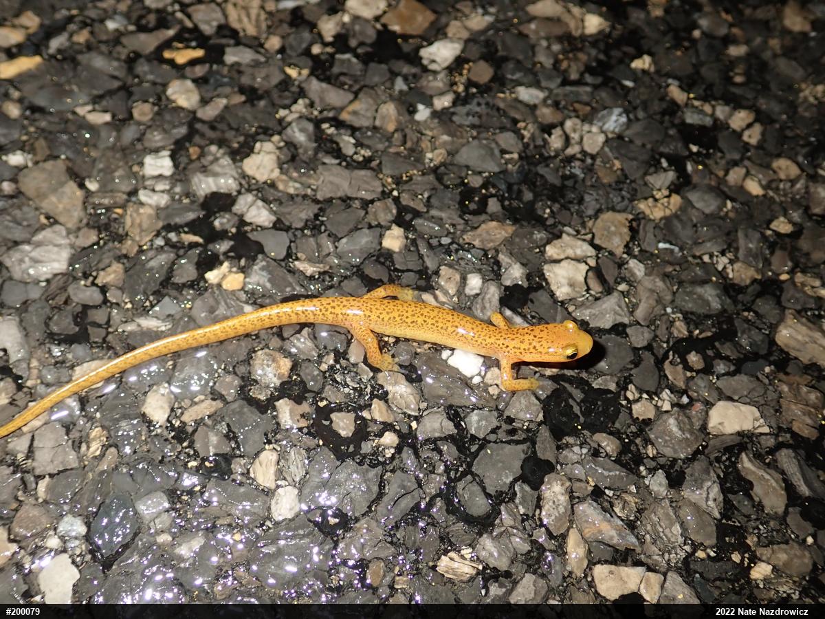 Eastern Long-tailed Salamander