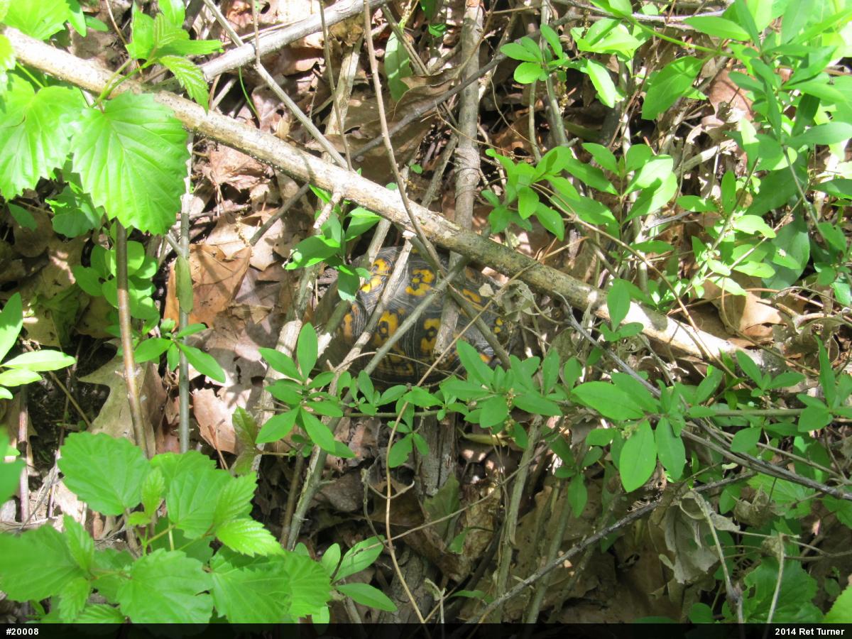 Eastern Box Turtle