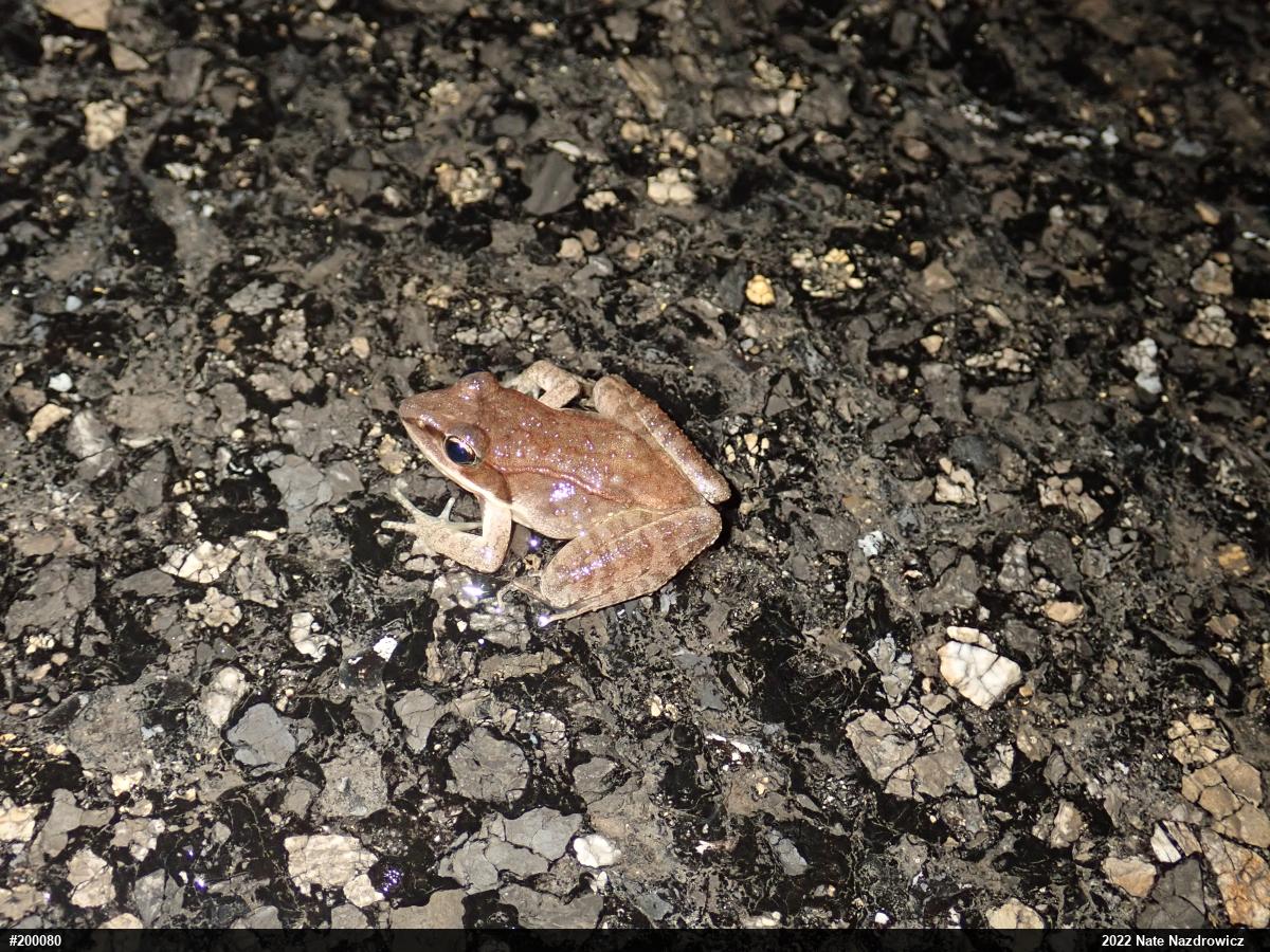 Wood Frog