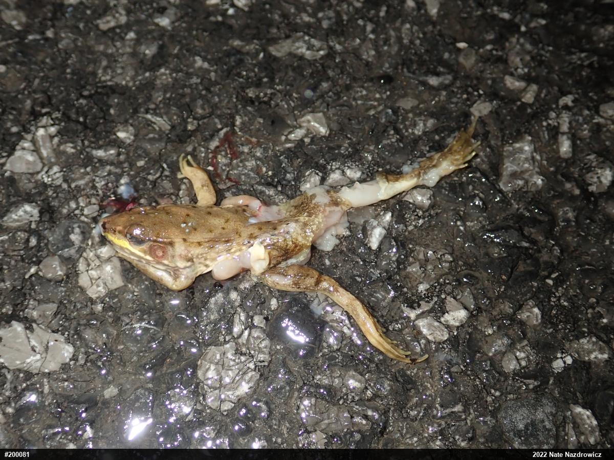 Green Frog