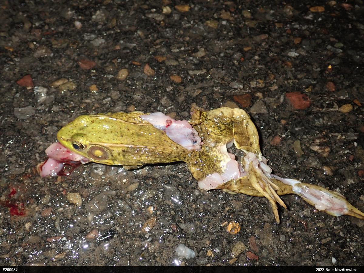 Green Frog