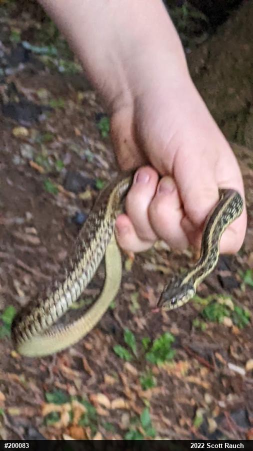 Eastern Gartersnake