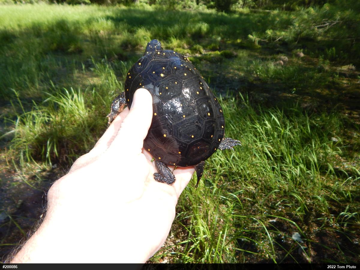 Spotted Turtle