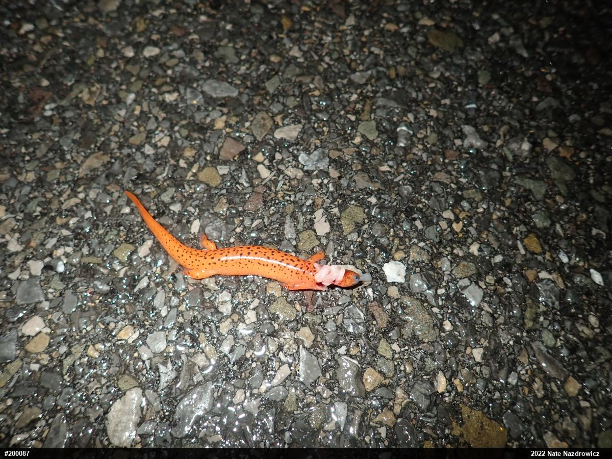 Northern Red Salamander